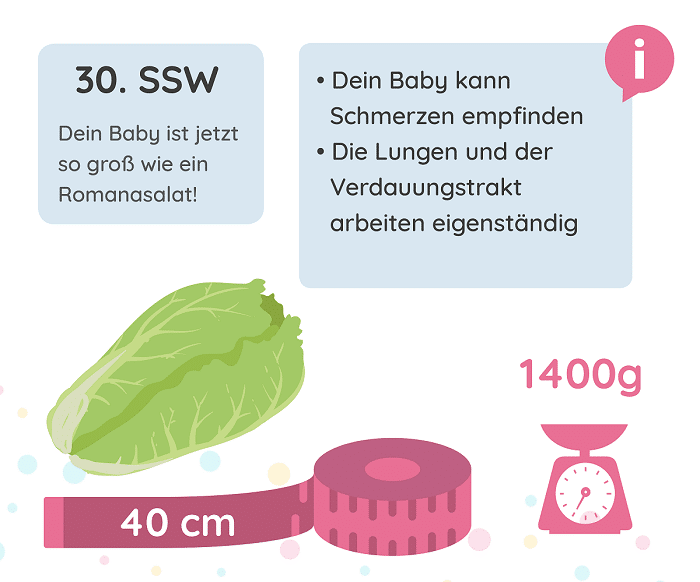 SSW 30: Entwicklung des Babys
